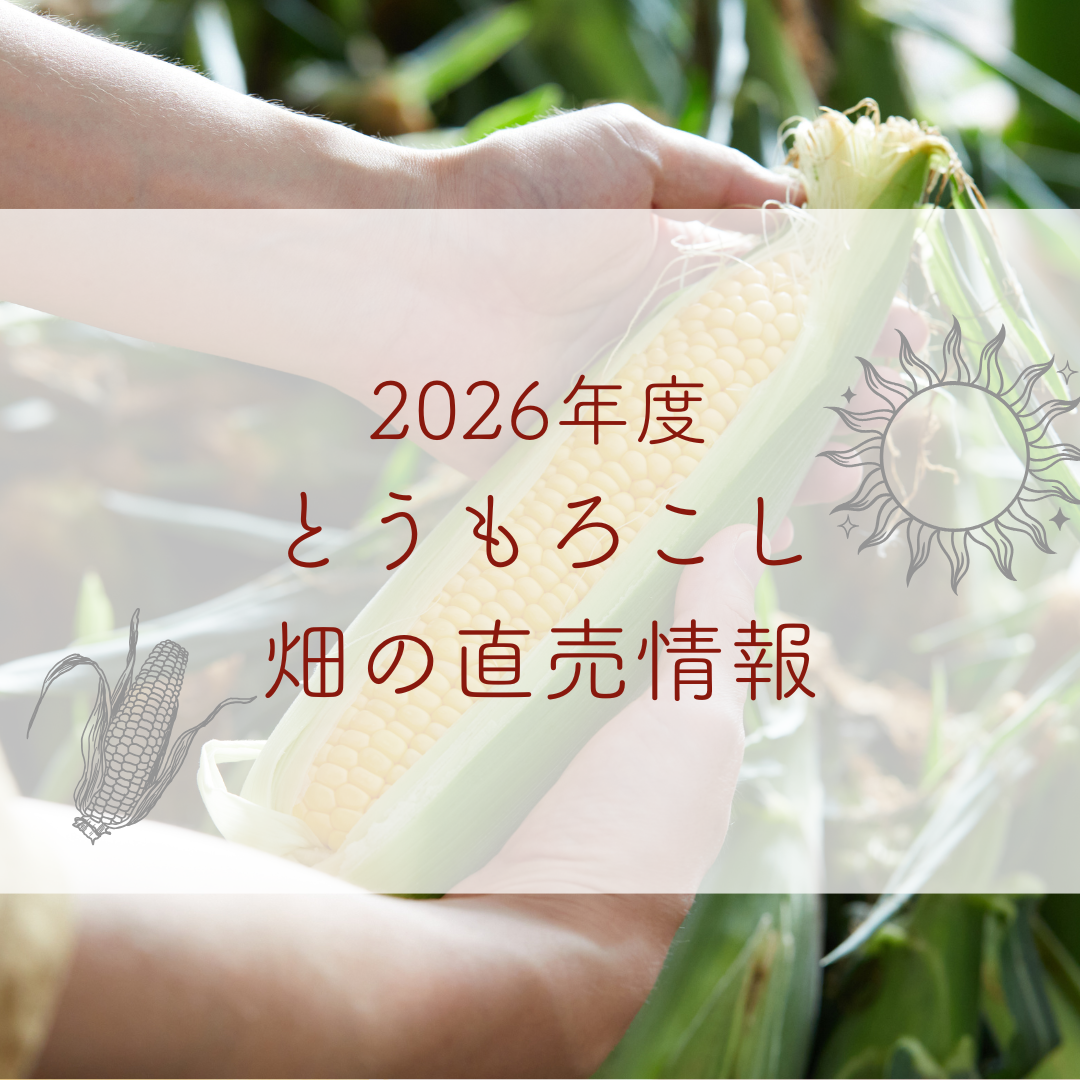 2026年コーン畑の直売情報 – すずまさ農園オンラインショップ