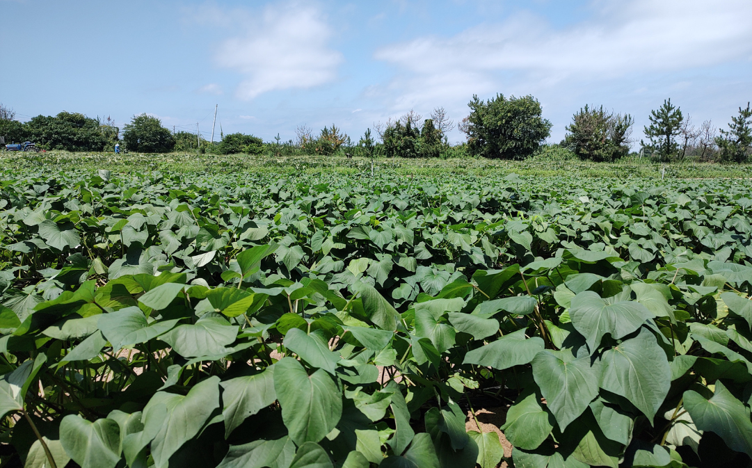 さつまいも・紅はるか【10kg】S-Lサイズ