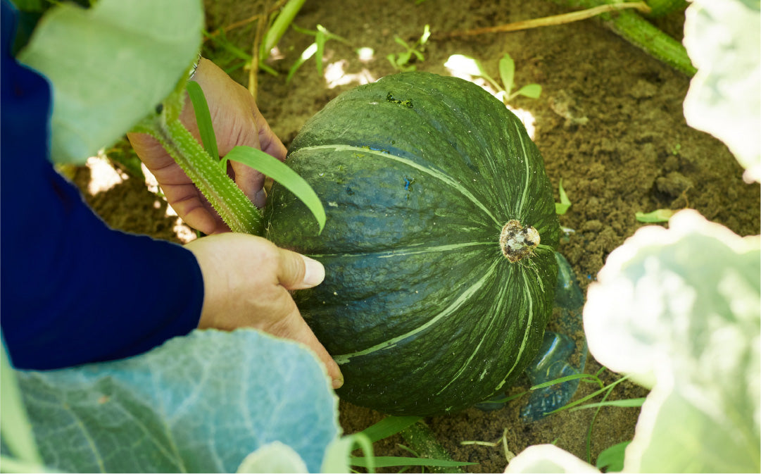 【冷凍】かぼちゃikkaブロックカット 400g 6個入