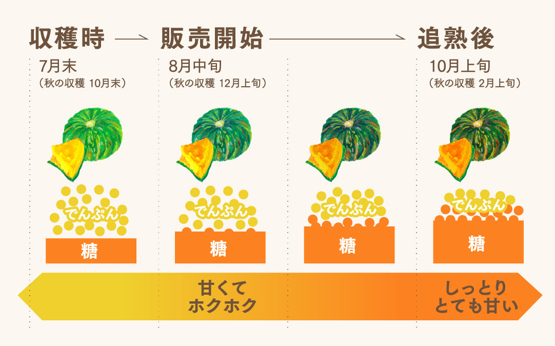 【8月下旬~9月発送】かぼちゃikkaプレミアム 1個入