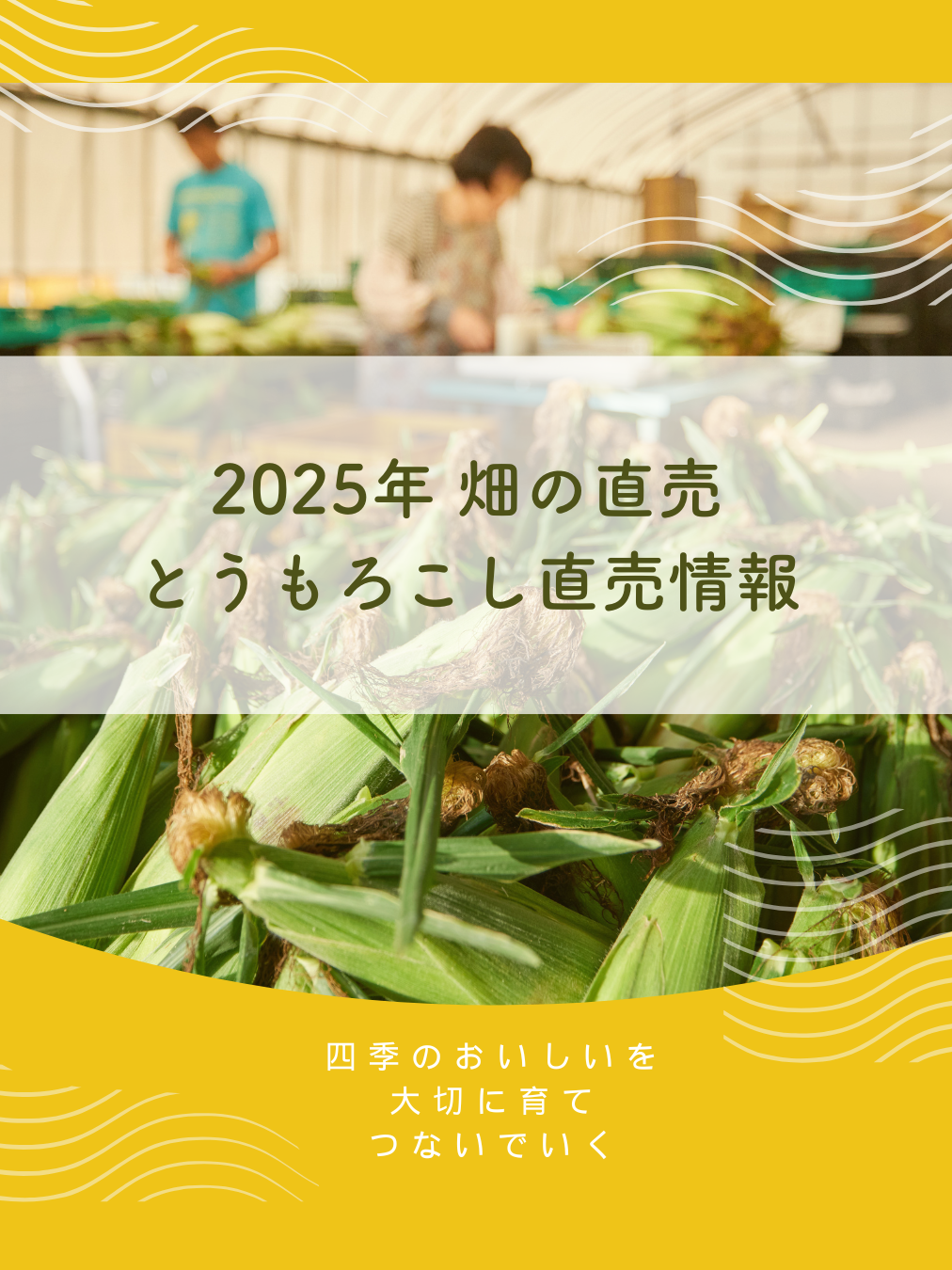 とうもろこし 畑の直売情報：2025年