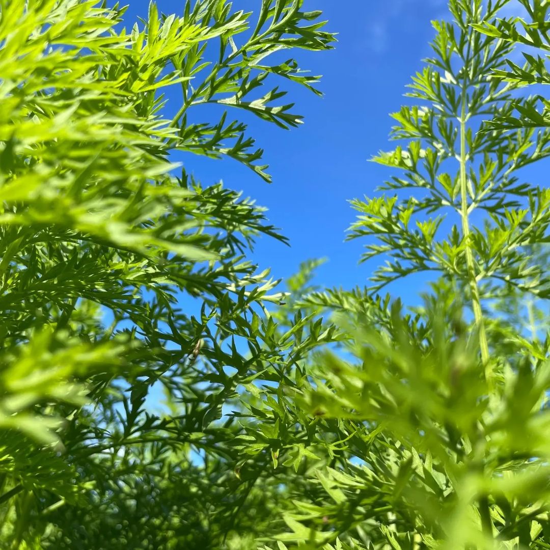 ニンジンもすくすく育っています