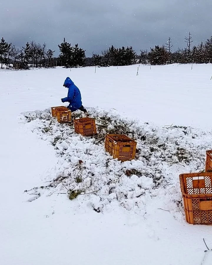 雪をかきわけてにんじん収穫！