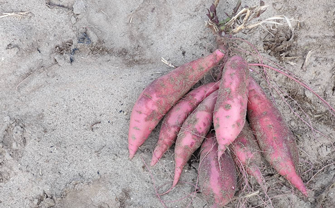 さつまいも・紅はるか【5kg】特大2L～3Lサイズ