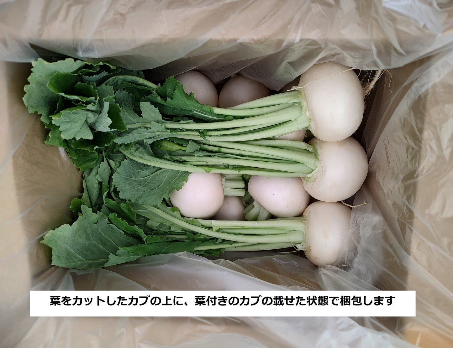 【4月24日～発送】春カブ ２Lサイズ