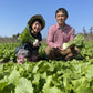 【4月24日～発送】春カブ ２Lサイズ