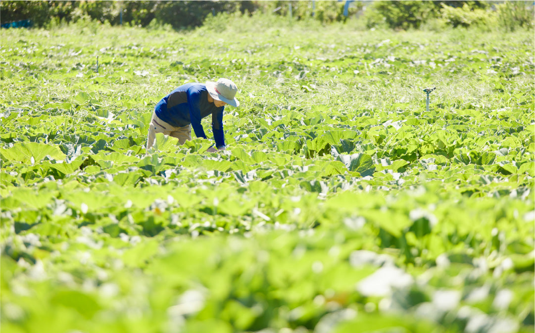 【8月下旬～9月発送】かぼちゃikkaプレミアム 2個入
